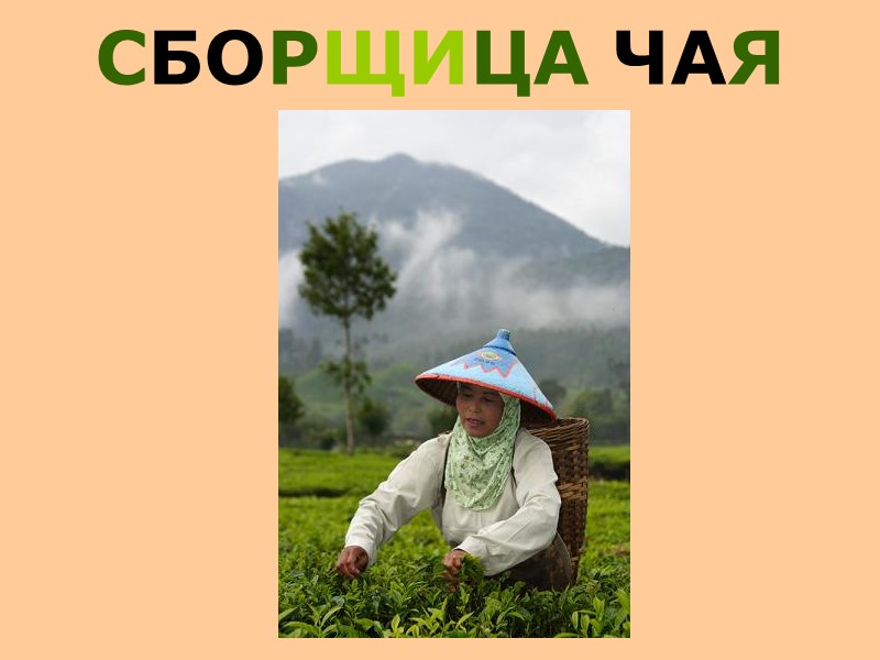 СБОРЩИЦА ЧАЯ